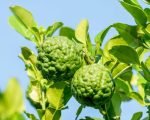 Organic bergamot essential oil Alteya, 10 ml - Image 2