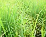 Organic lemongrass essential oil Alteya, 10 ml - Image 2