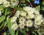 Organic eucalyptus essential oil Alteya, 10 ml - Image 2