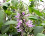 Organic Patchouli Essential Oil Alteya, 10 ml - Image 2