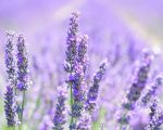 Organic lavender essential oil Alteya, 10 ml - Image 2