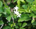 Organic neroli essential oil Alteya, 10 ml - Image 2